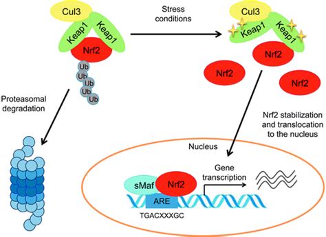 Transcriptional Regulation By Nrf2 Antioxidants Redox Signaling