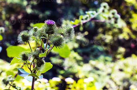 Greater Burdock Purple Prickly Flowers Arctium Lappa L Plant 27769390