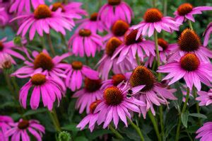 Drought-Tolerant Perennials - A Touch of Dutch Landscaping Services