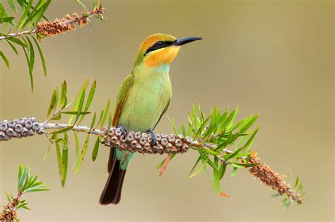 Bee-Eater, Rainbow Bee-Eater, Bird, Birds, 1080P, Branch, Animal ...