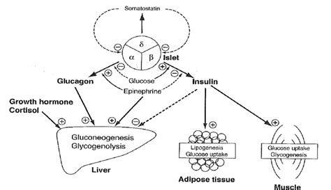 Hormonal Regulation Of Blood Glucose Key Stimulation