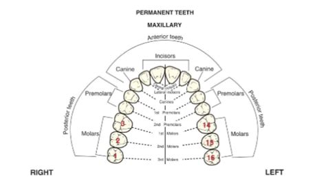 Difference Between Maxillary And Mandibular Molars, 49% OFF