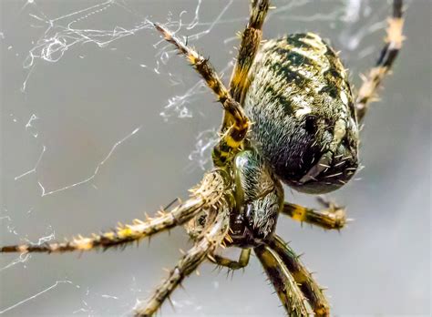 Araneus Makro Laba Laba Jaring Foto Gratis Di Pixabay Pixabay