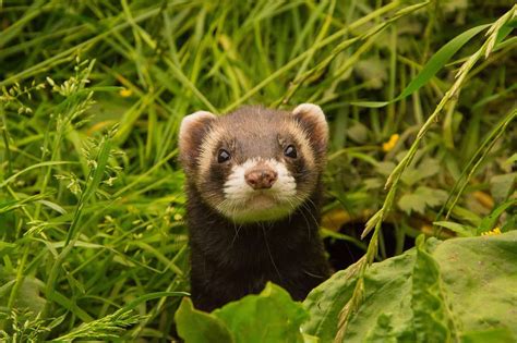 Types Of Ferrets 15 Ferret Colors And Patterns You Should Know The