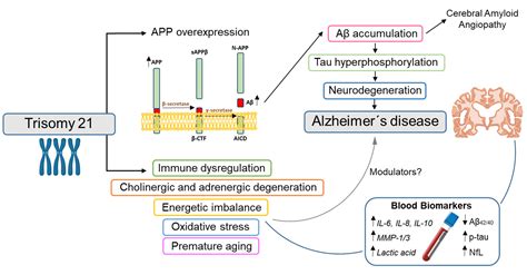 Jcm Free Full Text Blood Biomarkers For Alzheimers Disease In Down