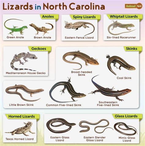 List of Lizards Found in North Carolina – Facts with Pictures