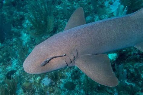 Endangered Sharks: A Crisis in Our Oceans - Nature Roamer