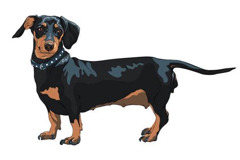 50 Long Haired Wiener Dog Stock Illustrations Royalty Free Vector