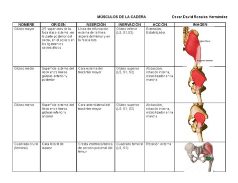 Cuadro Músculos Cadera Y Muslo Oscar Rosales MÚsculos De La Cadera