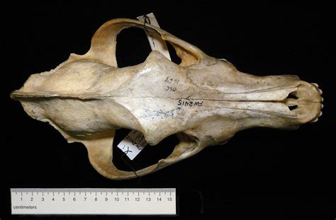 Mustela Frenata Skull
