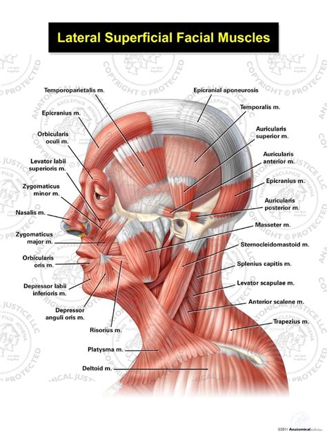 Muscles Of Facial Expression Lateral View Anatomy Muscles Of Facial