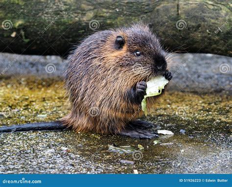 Baby Coypu Eating Cabbage Stock Image Image Of Shore 51926223