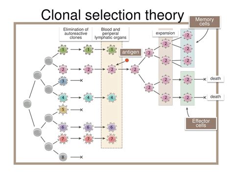 Ppt Immune Response Against Tumors Powerpoint Presentation Free Download Id 994752