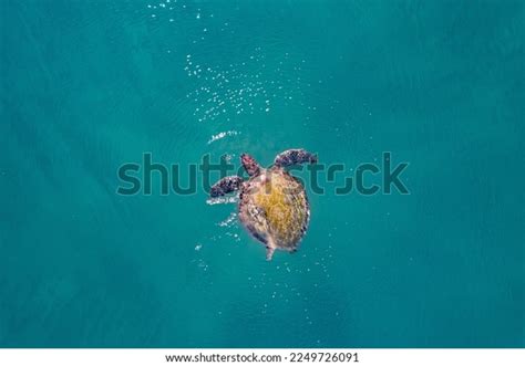 634 Green Sea Turtle Top View Images, Stock Photos & Vectors | Shutterstock