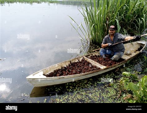 Crawfish Table Boats