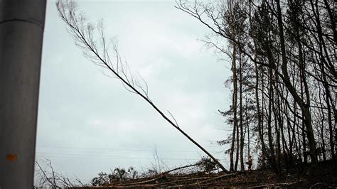 Tragedia Pod Niemodlinem Podczas Wycinki W Lesie Na Pi Ciolatka Spad O