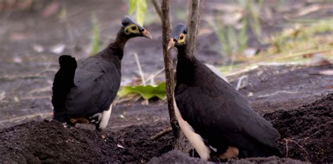 Maleo Di Sekitar Danau Towuti Foto Eko Rusdianto Mongabay Indonesia