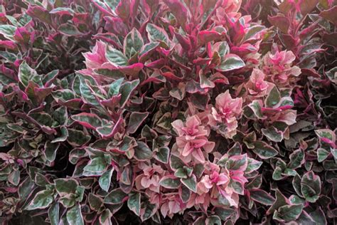 4 Evergreen Shrubs To Add Great Year Round Color To Your Landscape