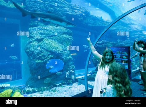 Shark Dive Dubai Aquarium