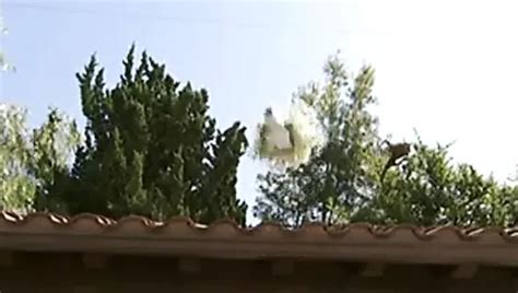 Free Trophy Wife Porn Videos 2 XHamster