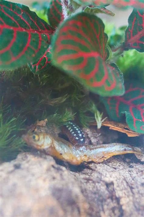 What Do Isopods Eat And The Best Isopod Food Options Terrarium Tribe