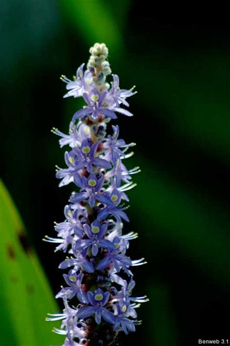 Florida word of the day: pickerelweed – Benweb 3.2