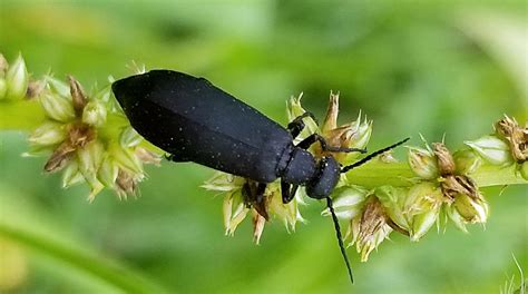 Blister Beetles in Hay are a Danger for Livestock | Morning Ag Clips