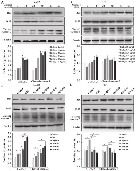 Expression Of Bax Bcl And Cleaved Caspase Following Treatment With