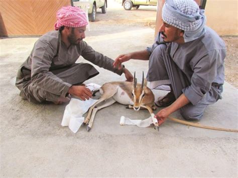 'Poaching threatens Arabian Tahr, Gazelle numbers in Oman' - Times of Oman