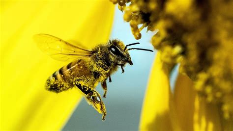 Beneficios Del Polen De Abeja Qu Es Y C Mo Tomarlo Miel Terra Andes