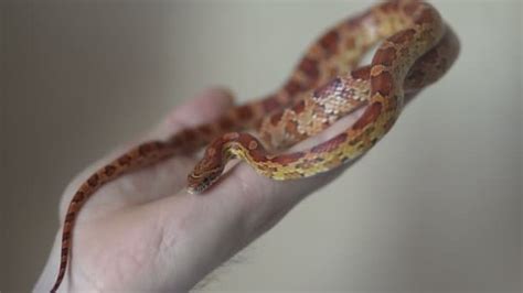 Corn Snake Stock Photo By Lifeonwhite