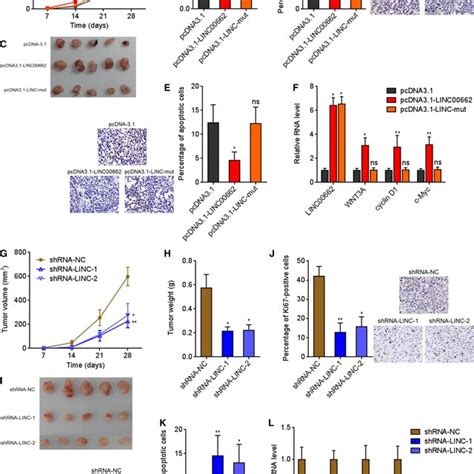 Linc Induces M Macrophages Polarization Via Activating