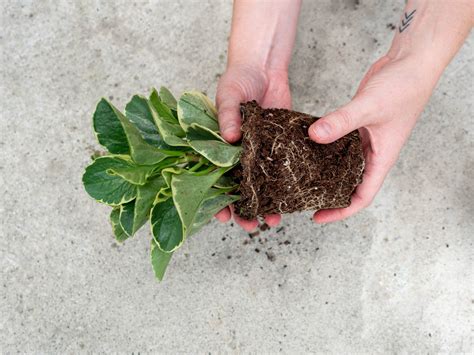 The Easy Way to Loosen Compacted Soil in Houseplants | A POTTED LIFE