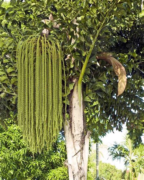 Fishtail Palm Tree Uses Deneen Starling