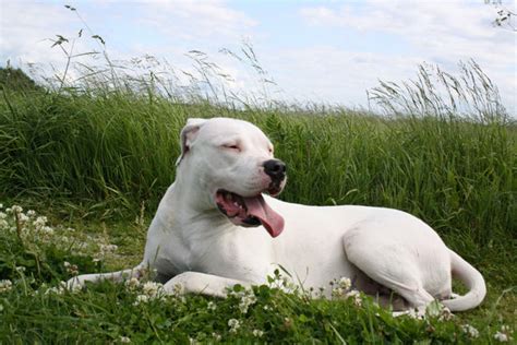 El Dogo Argentino Origen Cuidados Y Alimentacion