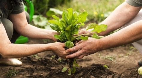 Agricultura sustentável entenda o conceito e os benefícios Sítio Pema