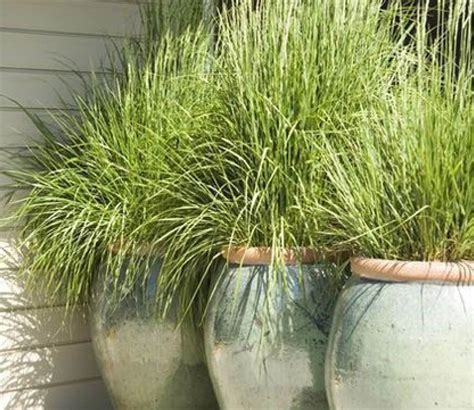 Siergrassen In Pot Hoe Doe Ik Dat Tuincentrum Pelckmans