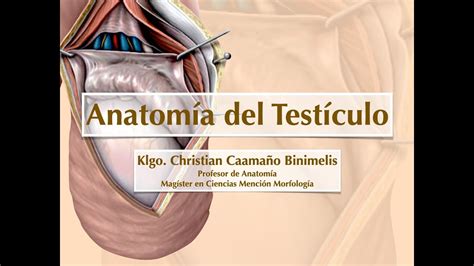 Testículo Retrátil é Normal RETOEDU