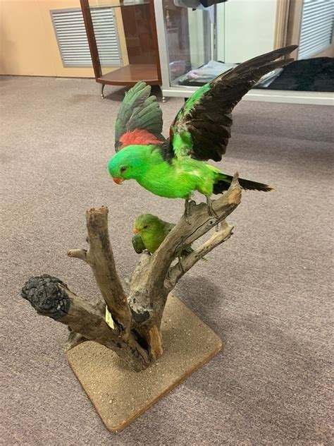 Vintage Taxidermy Male And Female Red Winged Parrots On Stump