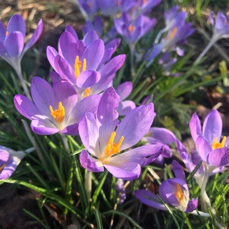 Voorjaarsbollen Bloembollen En Zaden Poppelaars Tuincentrum