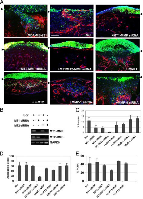 Mt1 Mmp And Mt2 Mmp Mediate Mda Mb 231 Cell Bm Invasion And