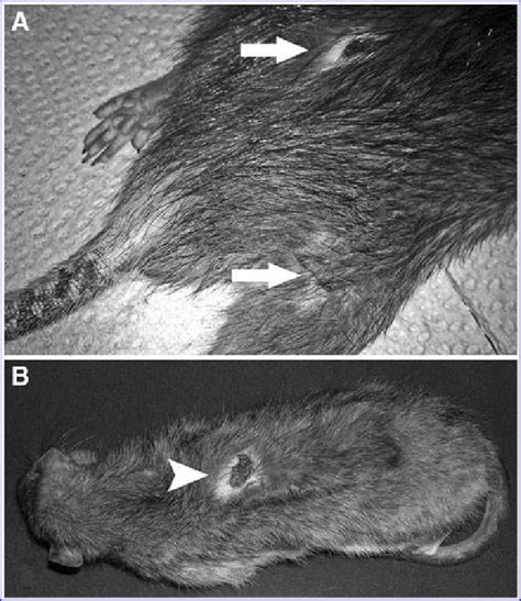 A Rat With Healing Noninfected Bite Wounds Arrows On Rump And