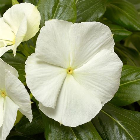 Vinca Cora Cascade White F1 Harris Seeds