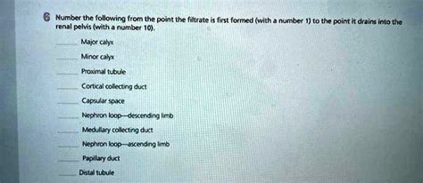 Solved Renal Pelvis With A Number Major Calyx Minor Calyx
