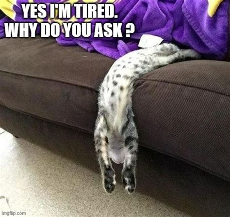 Memes By Brad A Tired Cat Kitten Imgflip