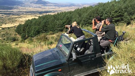 El Lobo Ib Rico En La Sierra De Guadarrama