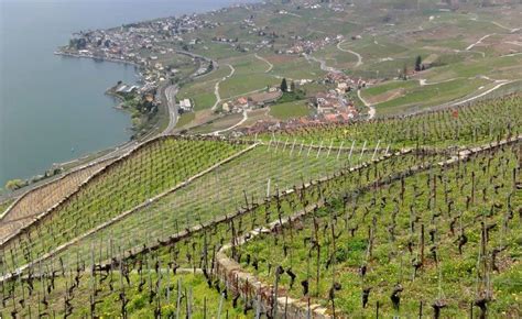 Hiking the Lavaux Vineyard Terraces in Spring - Newly Swissed Online ...