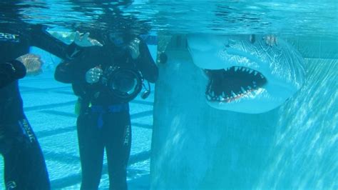 Shark Attack Victims Photos When Sharks Attack National Geographic