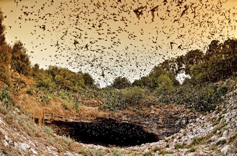 Fragile Species Can Texas Bats Survive An Eastern Plague