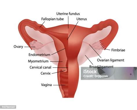 Realistic Illustration Of Female Human Reproductive System With Organ